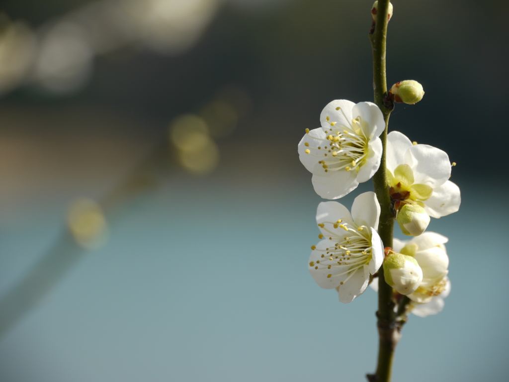 梅林公園