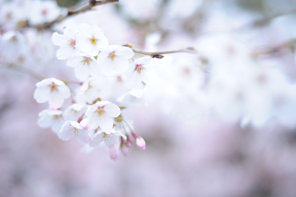 今年も咲いたね