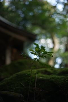 再生の芽吹き