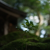 再生の芽吹き