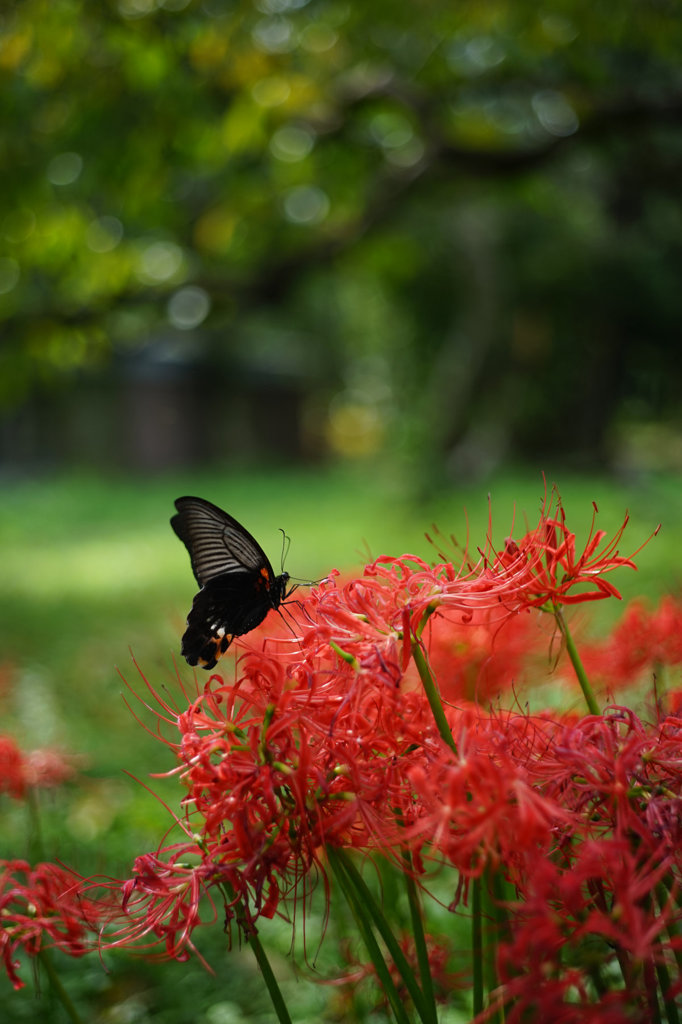 秋華