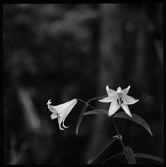 Bamboo Lily