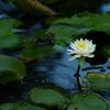 Water Liliy 