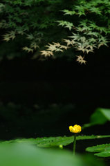 河骨 ～Cow Lily～