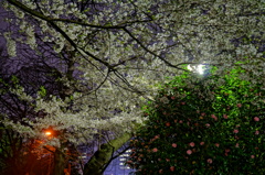 外濠公園の夜桜2