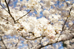 清澄白河庭園の桜