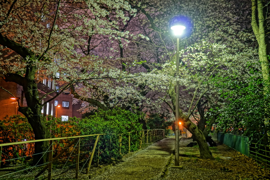 外濠公園の夜桜1