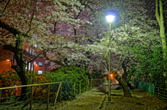 外濠公園の夜桜1