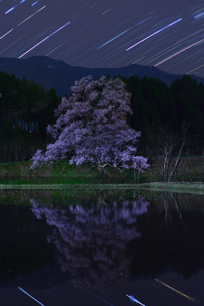 向野のエドヒガン_星景