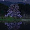 向野のエドヒガン_星景