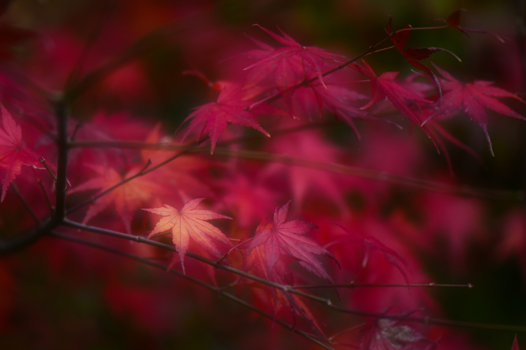 紅葉