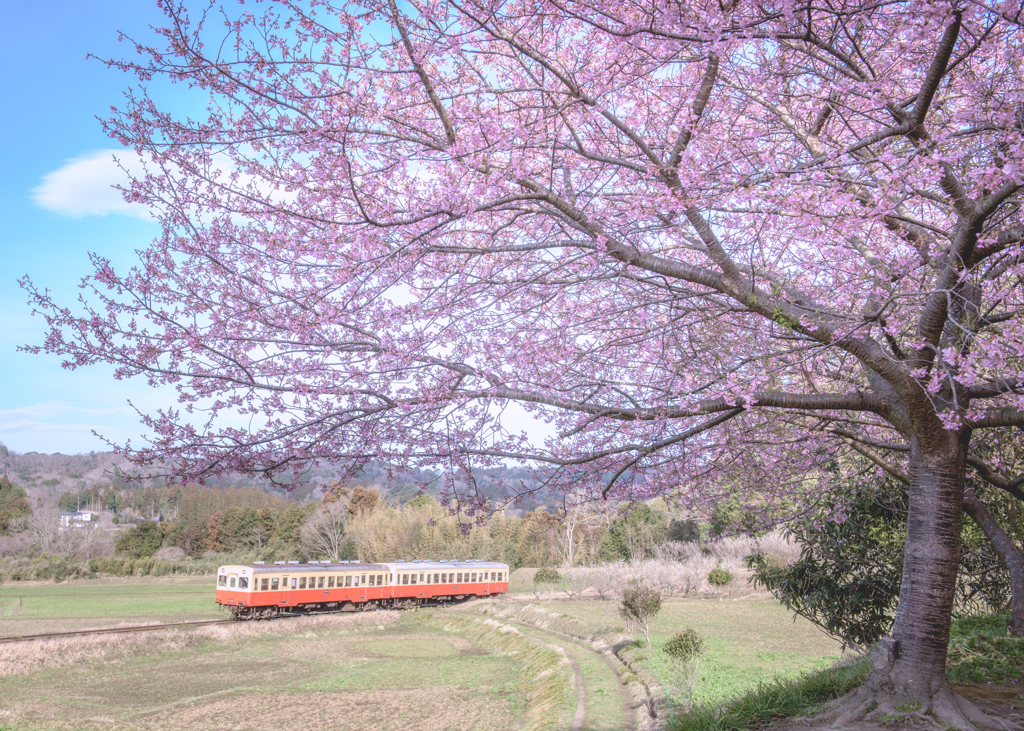 桜のある景色