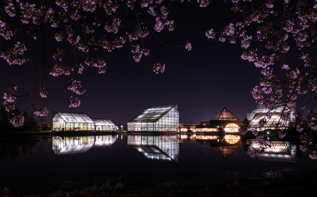 富山県中央植物園の夜桜
