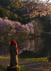 中綱湖の桜 with J