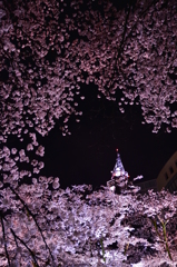 夜桜