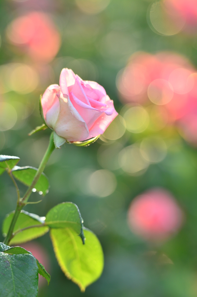 薔薇
