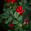 薔薇の季節