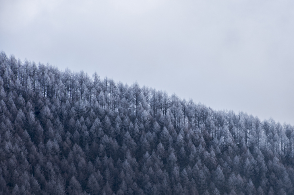霧氷