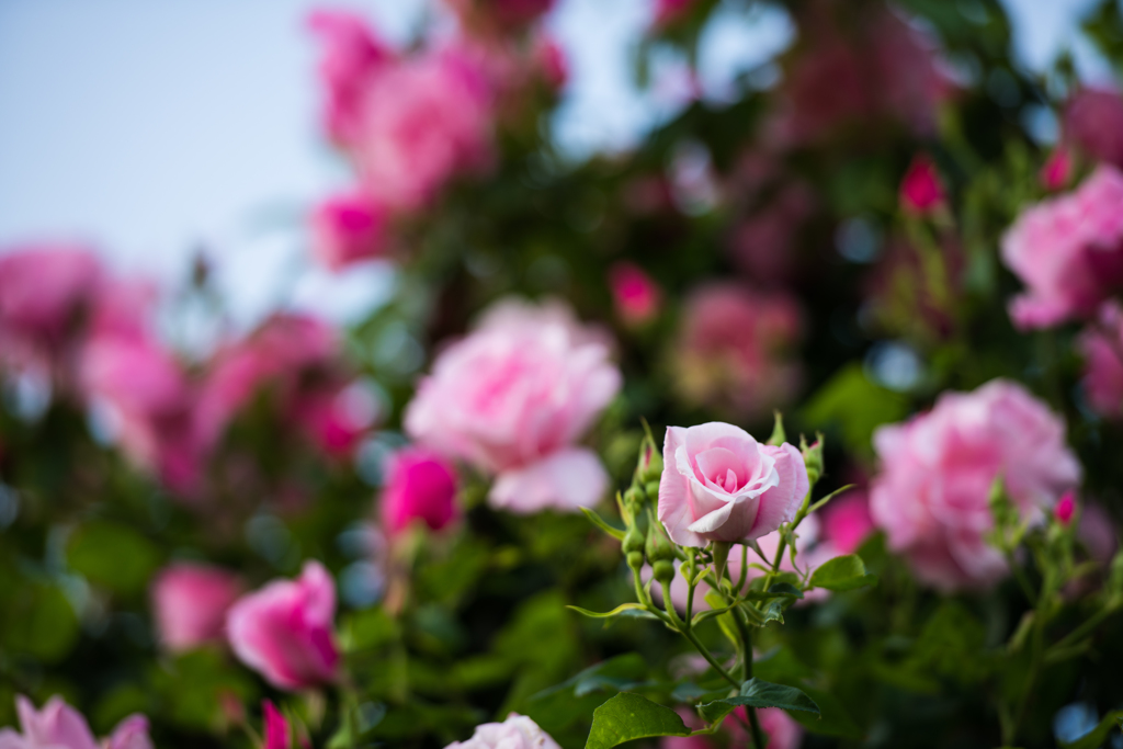 薔薇