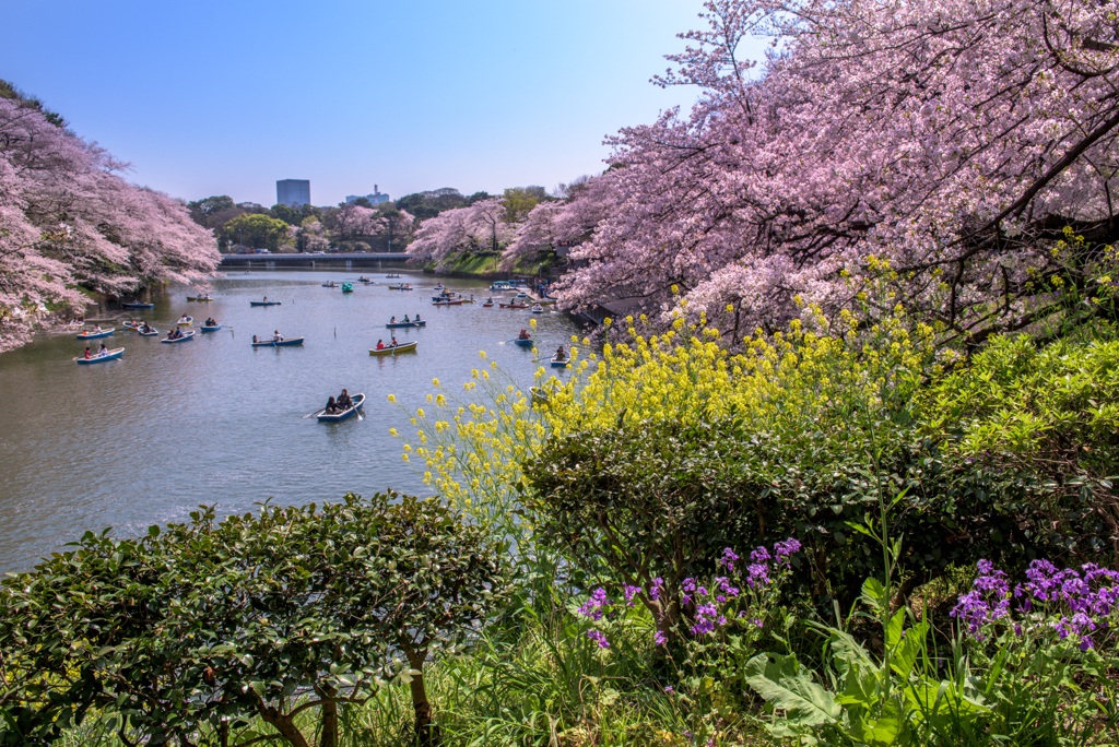 千鳥ヶ淵