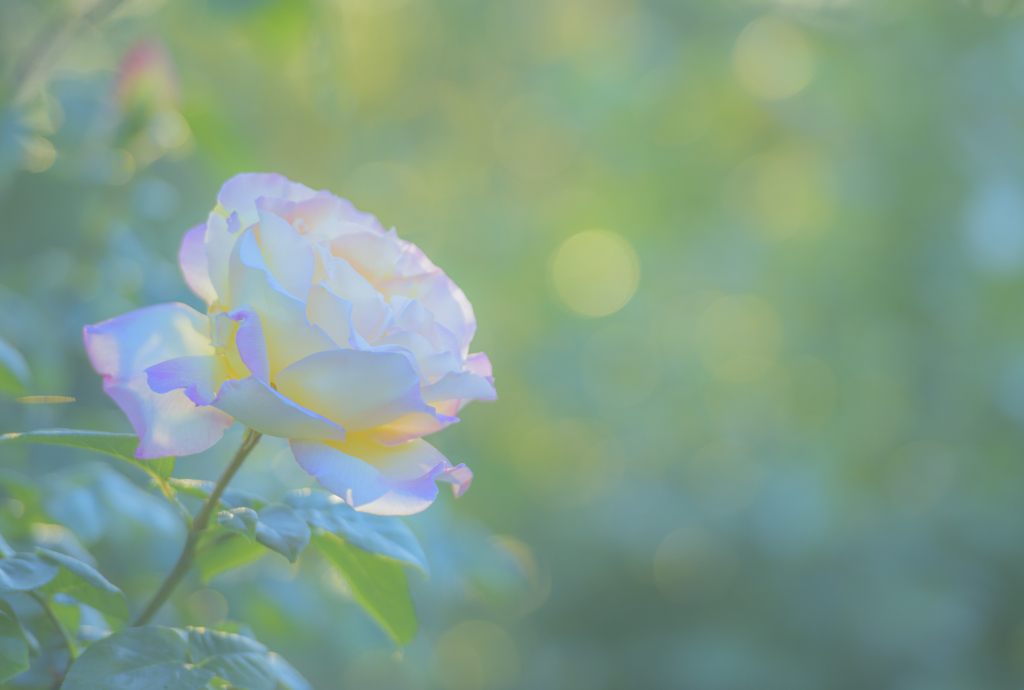 薔薇