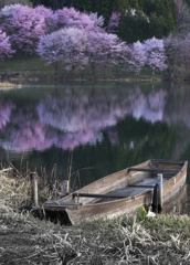 中綱湖の桜 with B