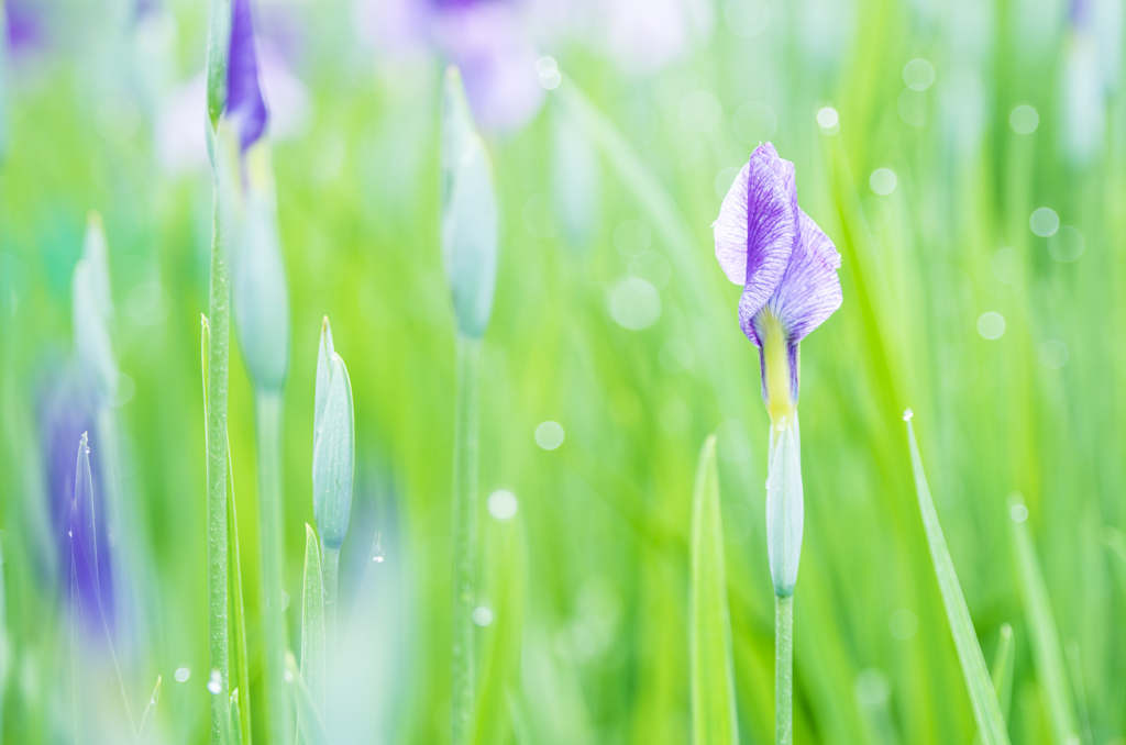 開花を待つ