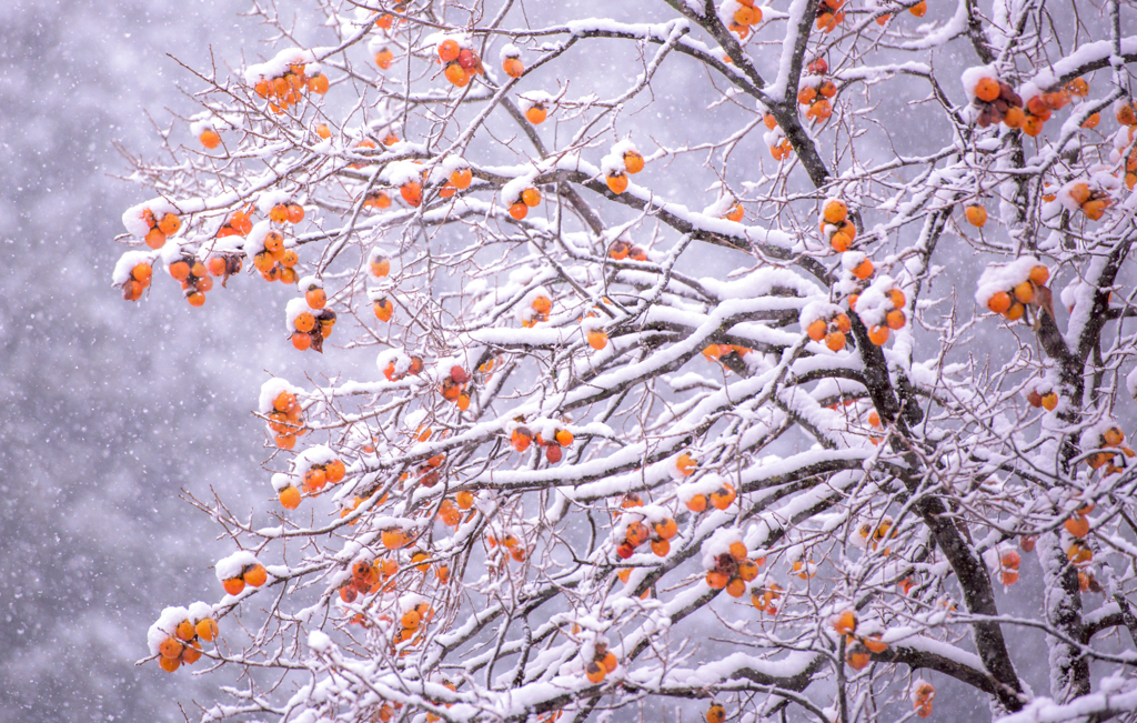 雪景色