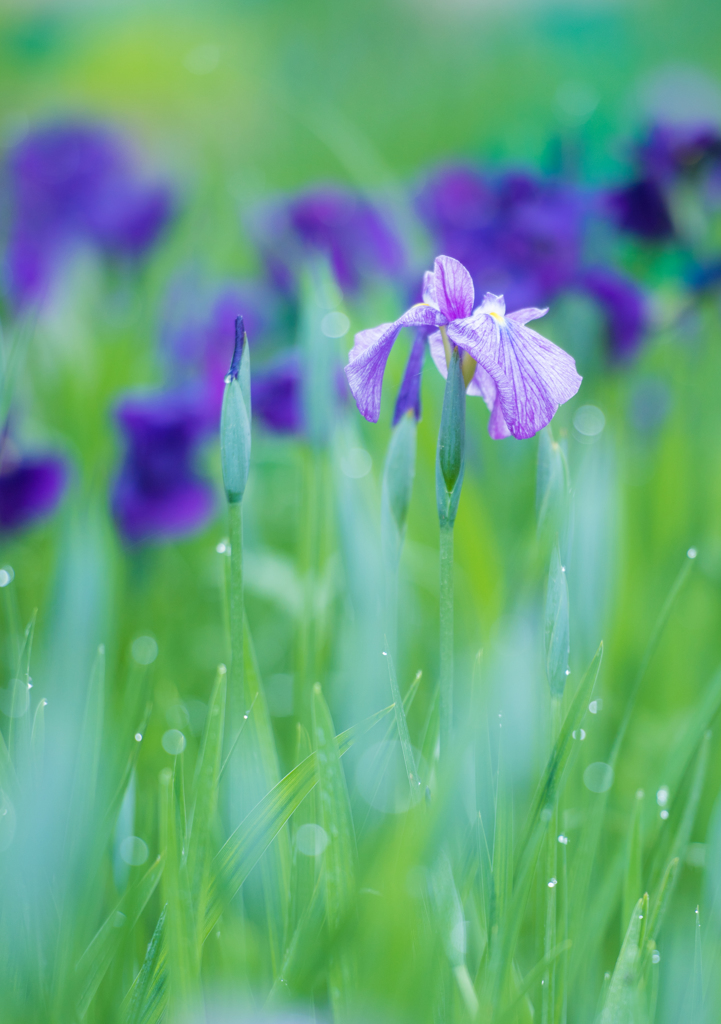 花菖蒲