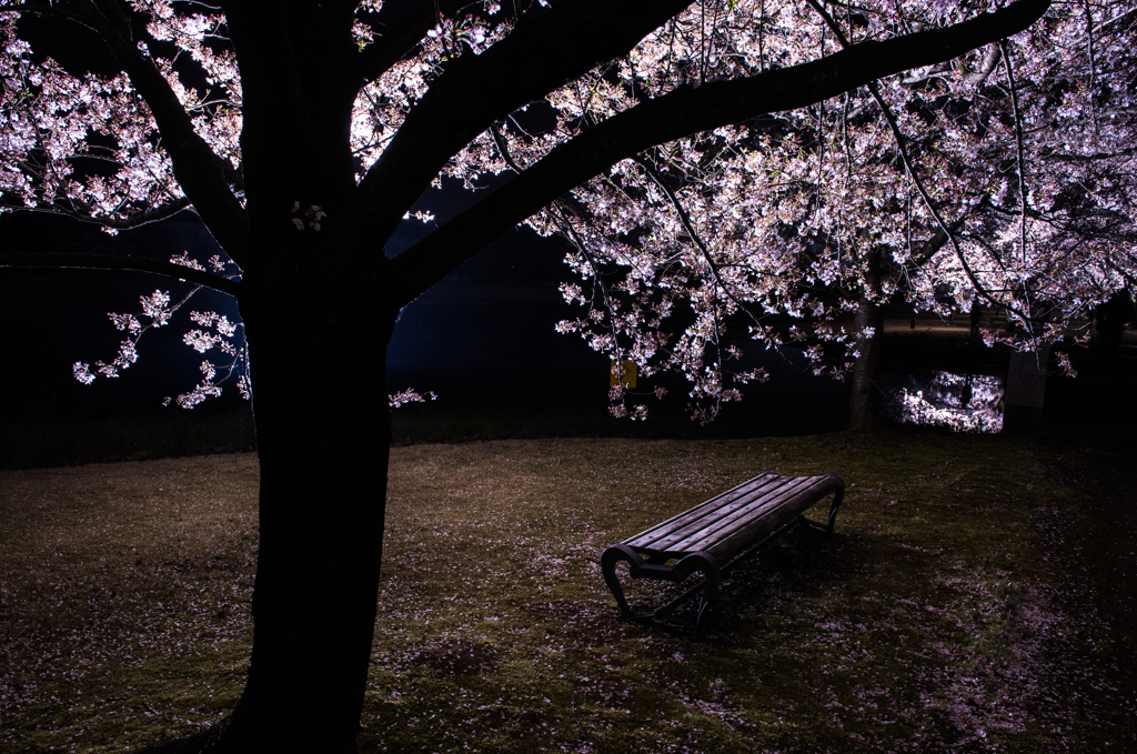 夜桜