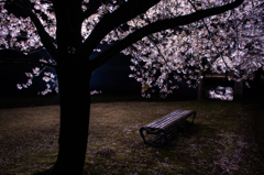 夜桜