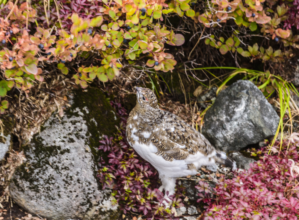 ライチョウ