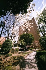 市役所庭園のハクモクレン 2