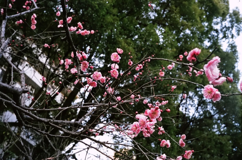 縮景園にて 05