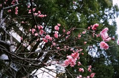 縮景園にて 05