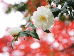 紅葉と山茶花