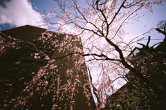 市役所庭園の枝垂れ桜