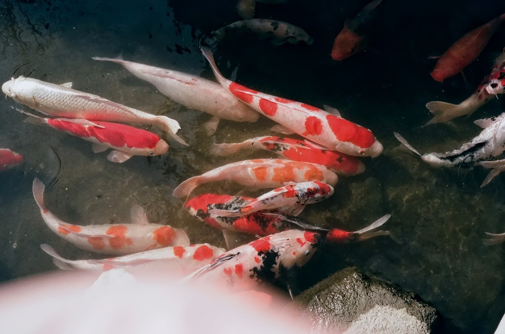 縮景園にて 10