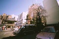 本逕寺の枝垂れ桜