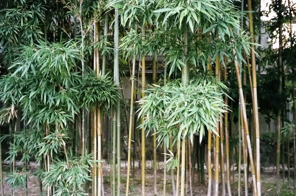縮景園にて 06