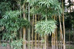縮景園にて 06