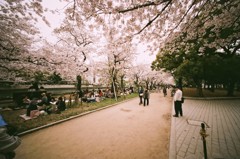 曇り空の花見