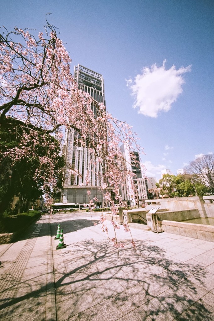 市役所庭園の枝垂れ桜 3