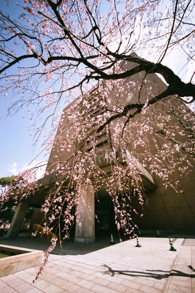 市役所庭園の枝垂れ桜 2