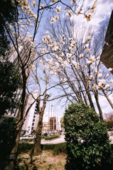 市役所庭園のハクモクレン 2