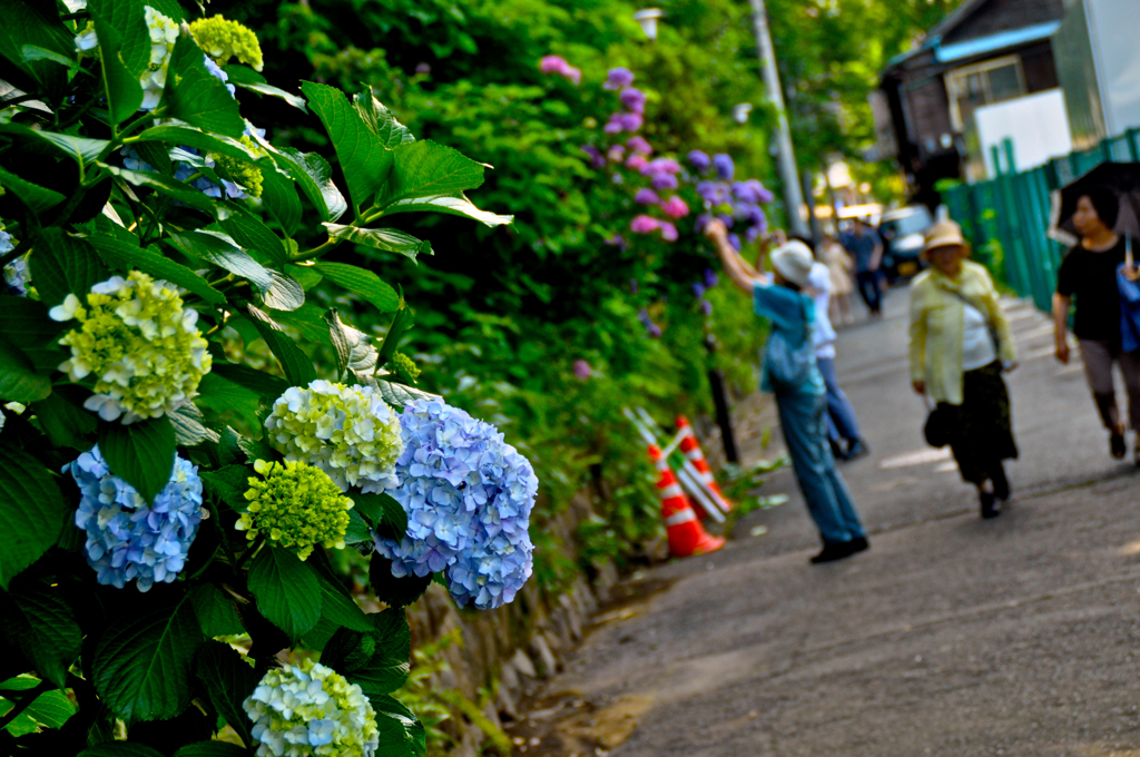 お花見