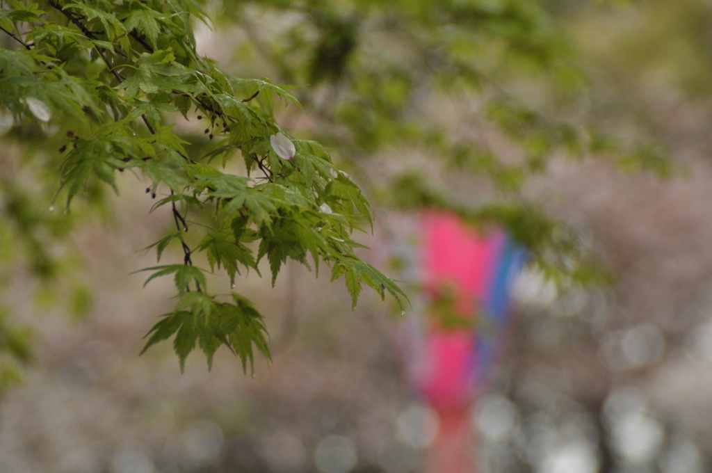 雨と桜と若葉と