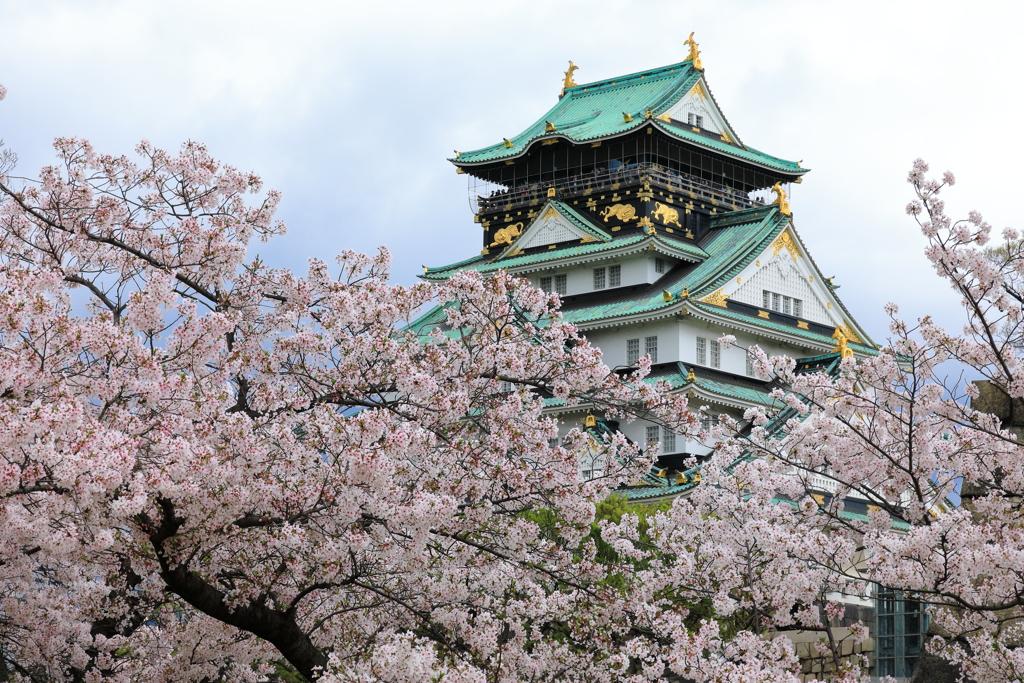 大阪城と桜
