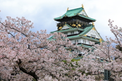 大阪城と桜