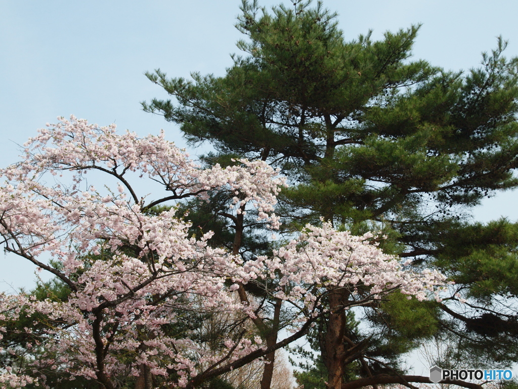 松と桜と
